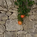 Farm stay Agriturismobugilfezza Di Tgesd Modica